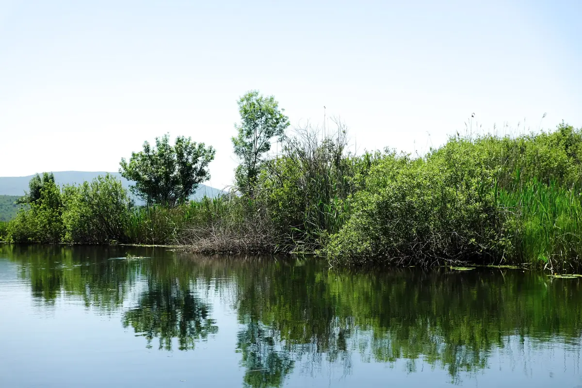 Water and reeds in the Hutovo Blato wetlands